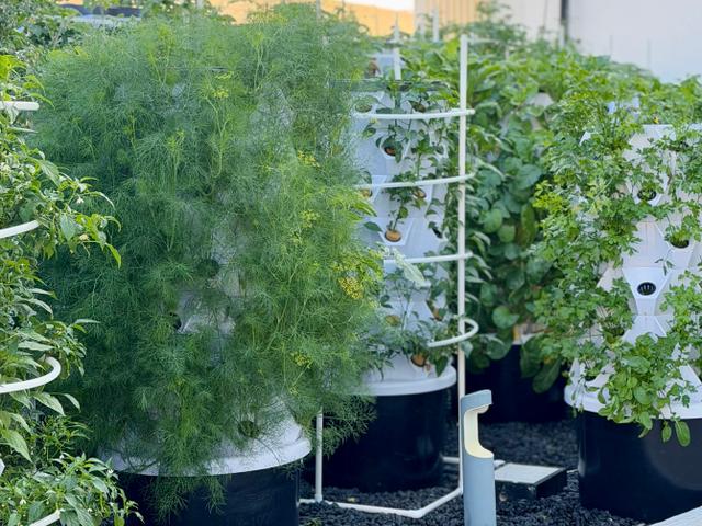 Fresh from our Rooftop Garden Al Khoory Hotels Fresh from our Rooftop Garden Al Khoory Hotels