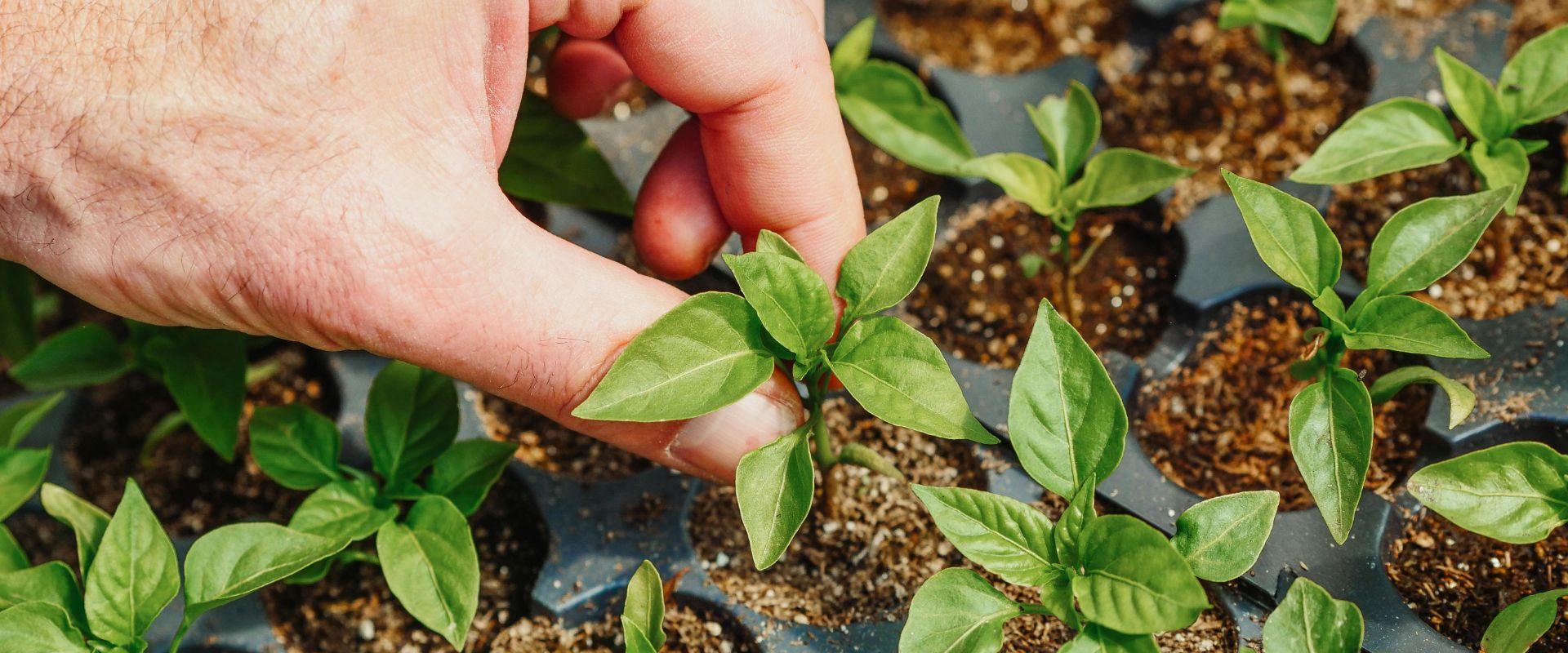 Al Khoory Hotels Al Khoory Hotels